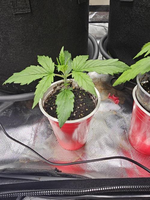 Dos is dos & Moby Dick. Week 3 - Moby Dick
