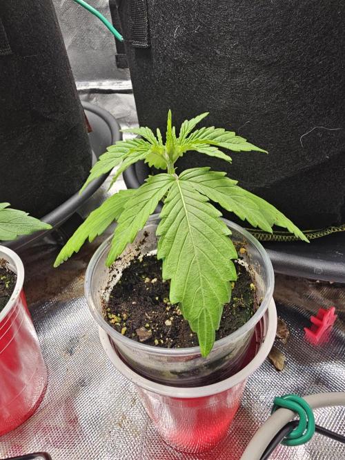 Dos is dos & Moby Dick. Week 3 - Dos is Dos