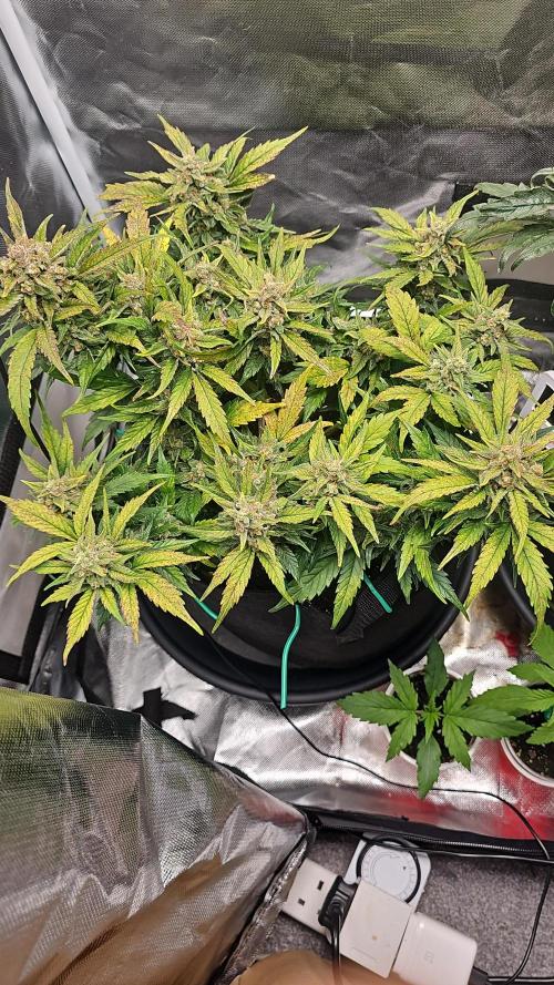 Bruce B & Sour D. Week 10 - Sour deisel