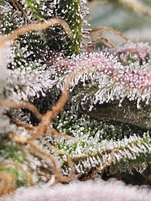 Bruce B & Sour D. Week 10 - Sour diesel