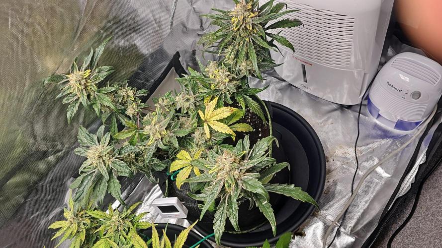 Bruce B & Sour D. Week 10 - Bruce Banner