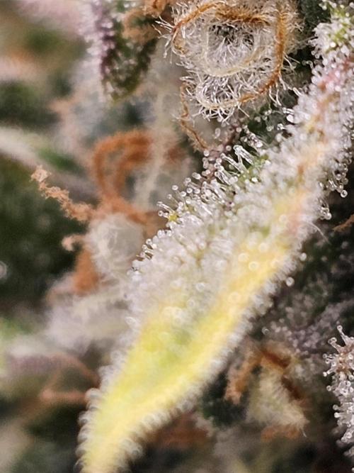 Bruce B & Sour D. Week 10 - Bruce banner