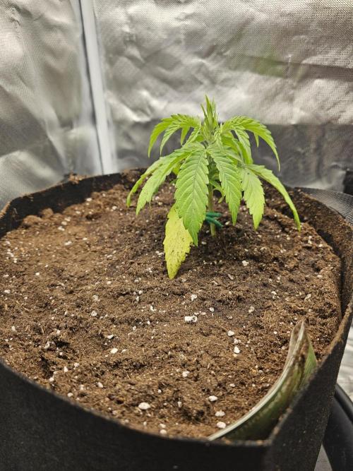 Dos is dos & Moby Dick. Week 4 - Do si Do