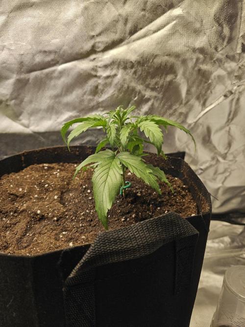 Dos is dos & Moby Dick. Week 4 - Moby Dic