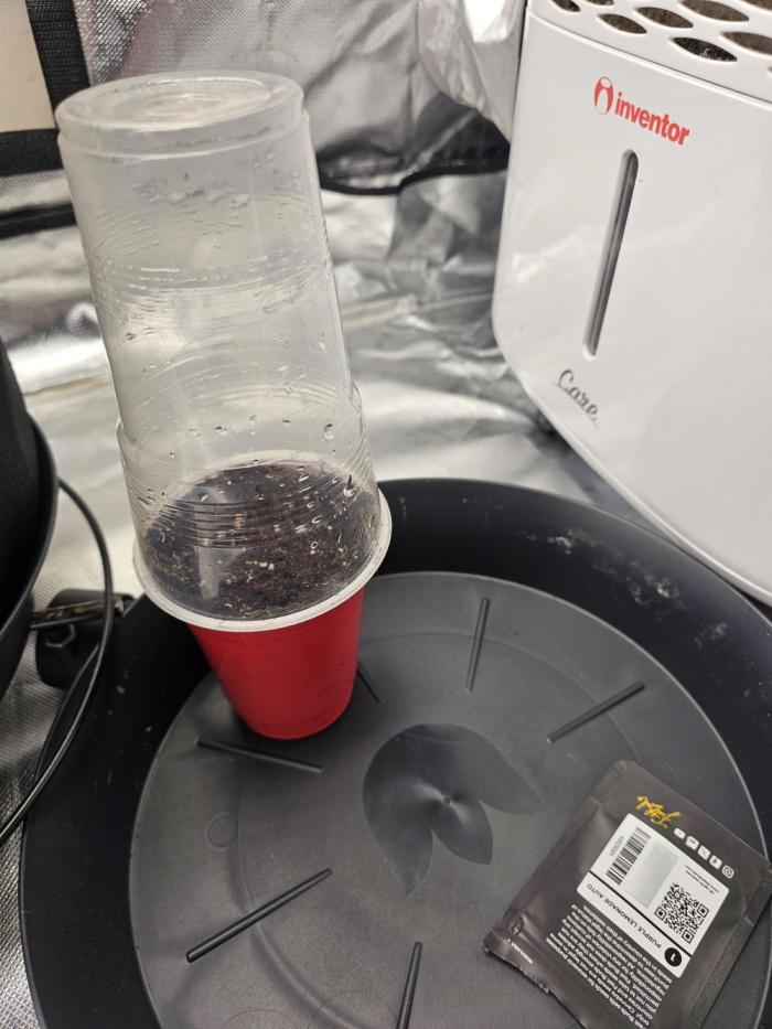 Purple lemonade. Week 0 - Pl