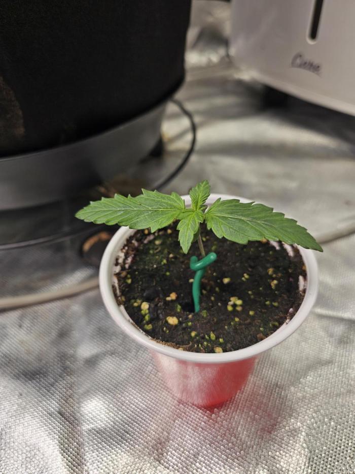 Purple lemonade. Week 1