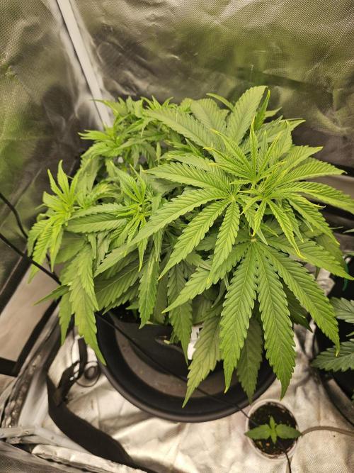 Dos is dos & Moby Dick. Week 5 - Does is dos