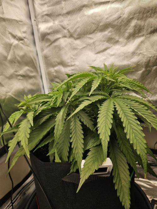 Dos is dos & Moby Dick. Week 5 - Dos is dos