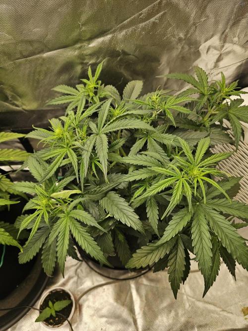 Dos is dos & Moby Dick. Week 5 - Moby dick