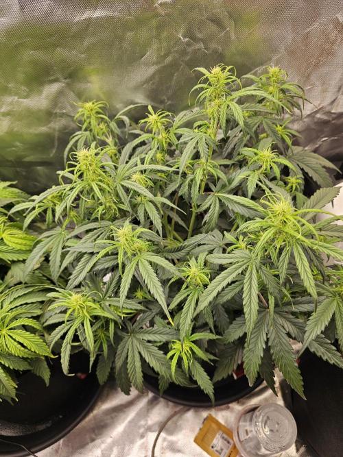 Dos is dos & Moby Dick. Week 6 - Moby dick