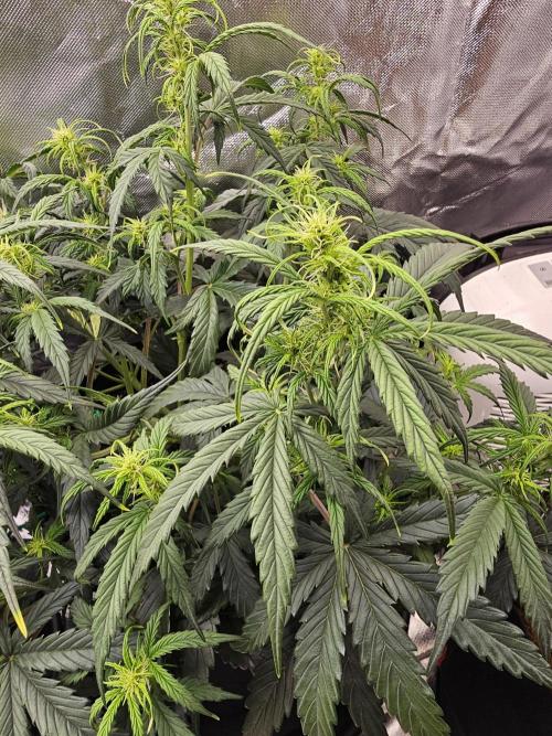 Dos is dos & Moby Dick. Week 6 - Moby dick