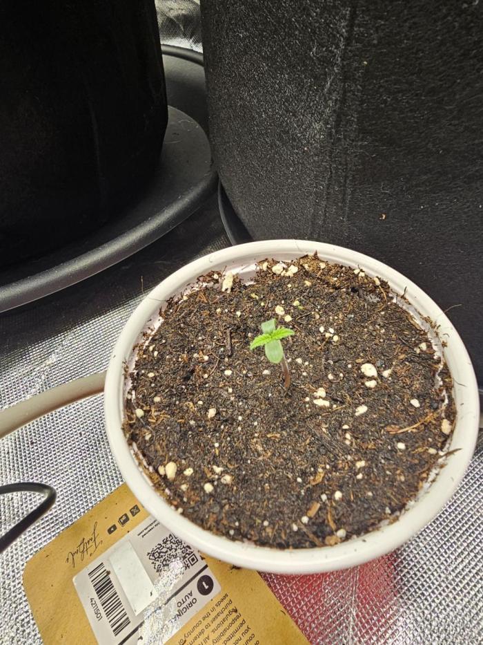 Original blueberry. Week 1