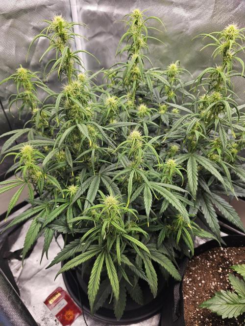 Dos is dos & Moby Dick. Week 7 - Moby Dick. Still having issues with leafs and buds are slow forming.