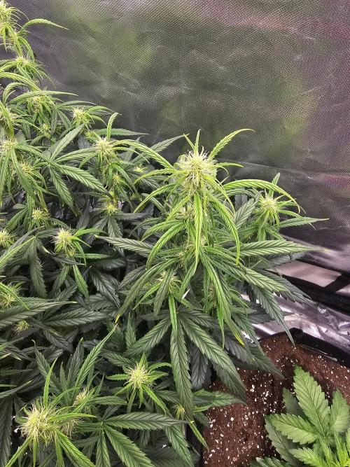 Dos is dos & Moby Dick. Week 7