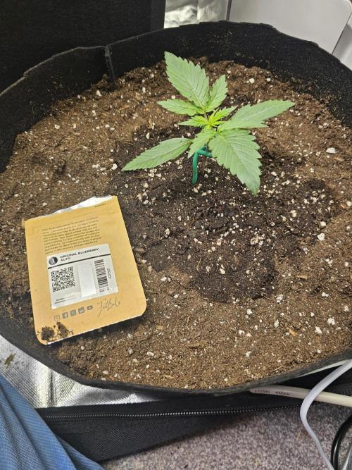 Original blueberry. Week 2 - Growing nicely