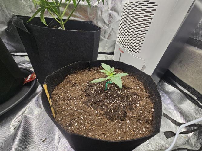 Original blueberry. Week 2