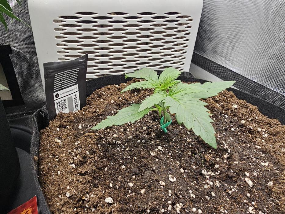 Purple lemonade. Week 3