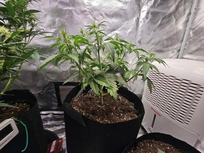 Purple lemonade. Week 4