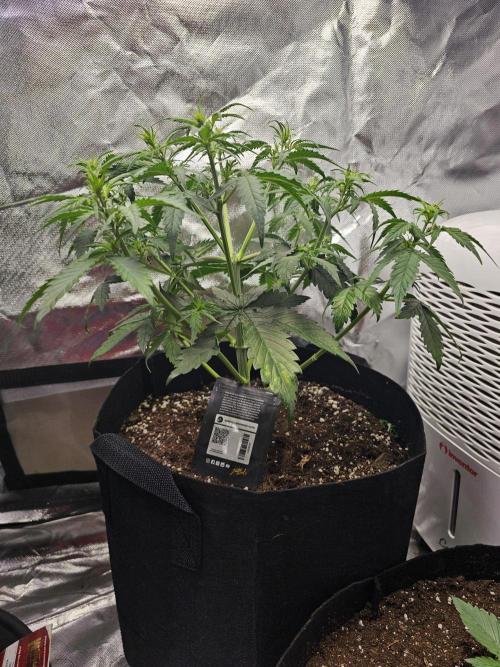 Purple lemonade. Week 4