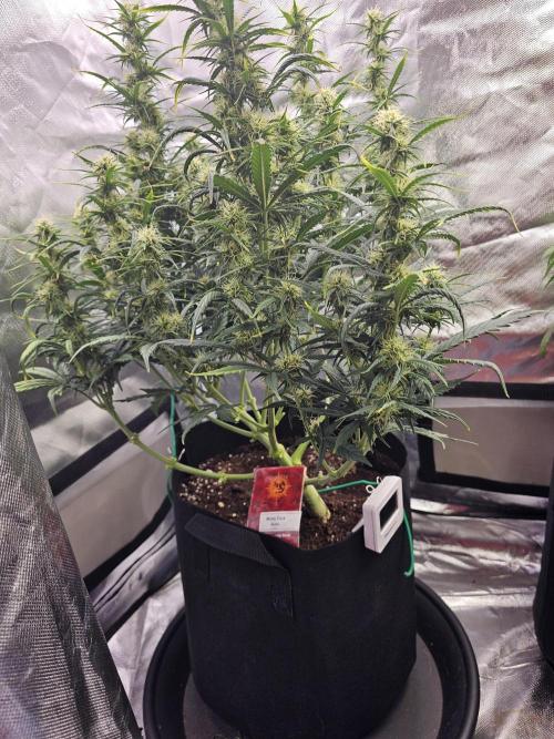 Dos is dos & Moby Dick. Week 8 - Moby