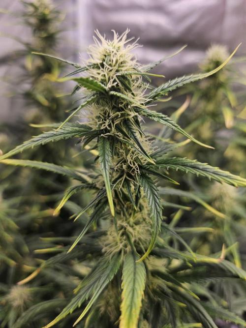 Dos is dos & Moby Dick. Week 8 - Moby