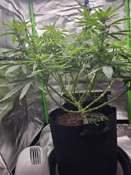 Dos is dos & Moby Dick. Week 8 - Dos