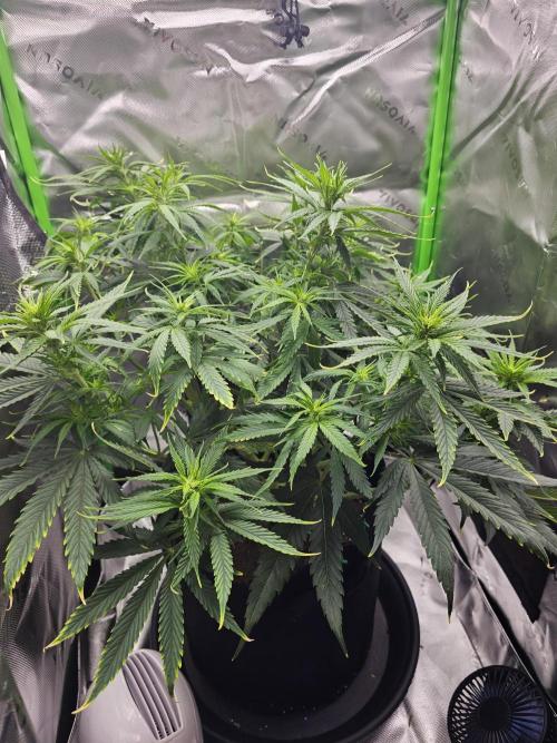 Dos is dos & Moby Dick. Week 8 - Dos