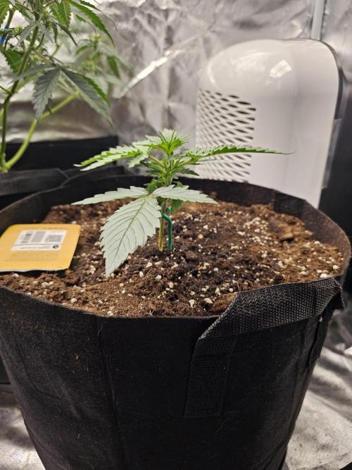 Original blueberry. Week 3