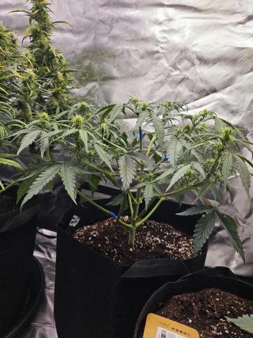 Purple lemonade. Week 5