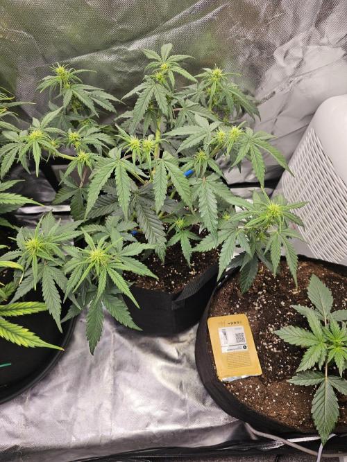 Purple lemonade. Week 5