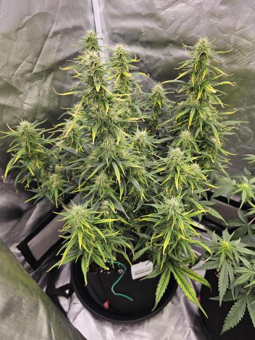 Dos is dos & Moby Dick. Week 9