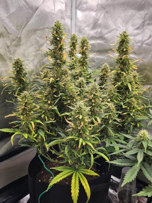 Dos is dos & Moby Dick. Week 10 - moby dick