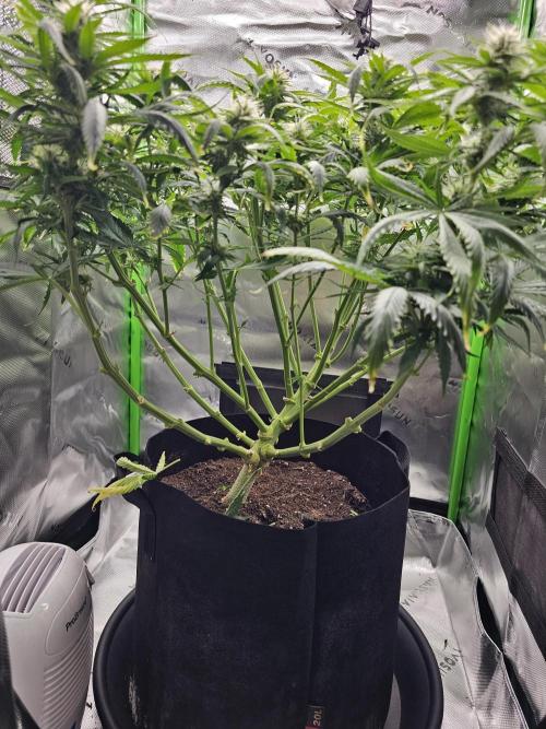 Dos is dos & Moby Dick. Week 10 - Dos is dos