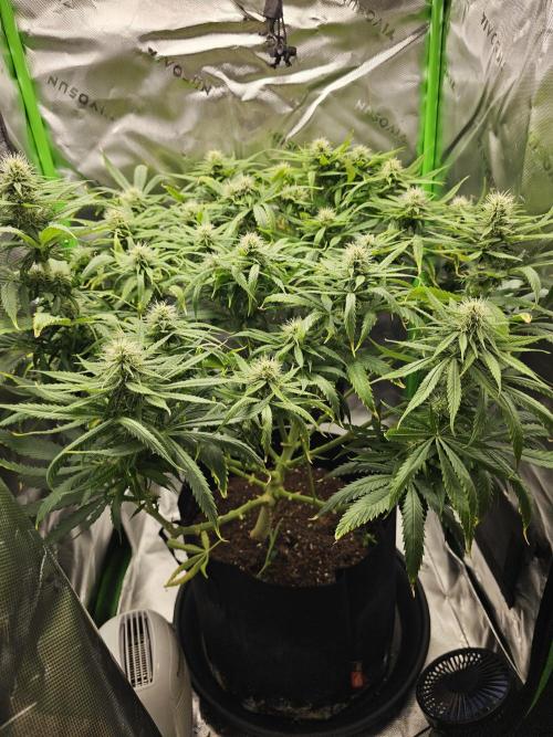 Dos is dos & Moby Dick. Week 10 - Dos is dos