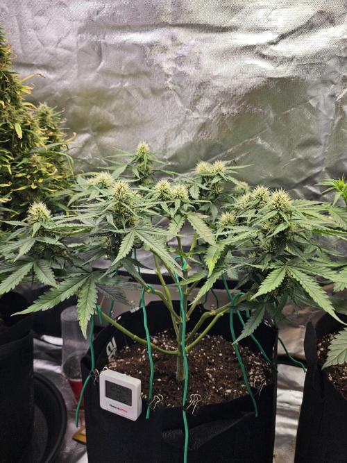 Purple lemonade. Week 6