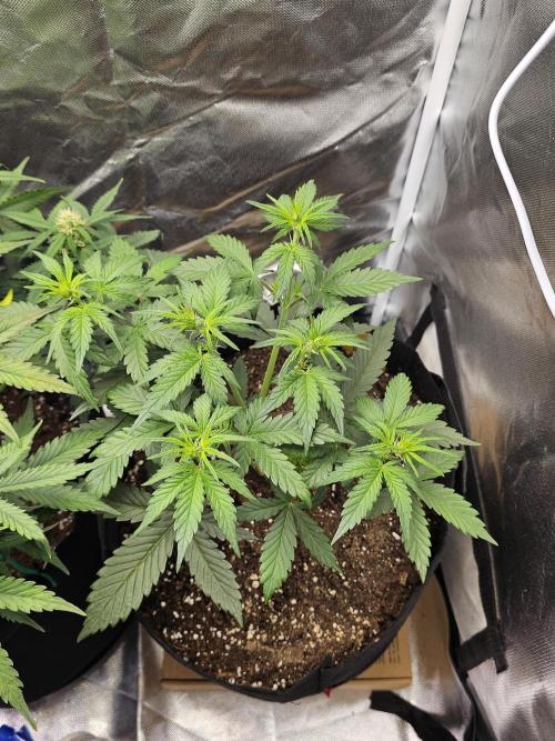 Original blueberry. Week 4