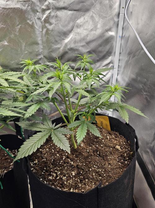 Original blueberry. Week 4