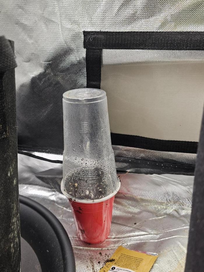 Blueberry Auto #2. Week 0