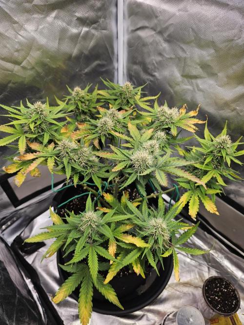 Purple lemonade. Week 9