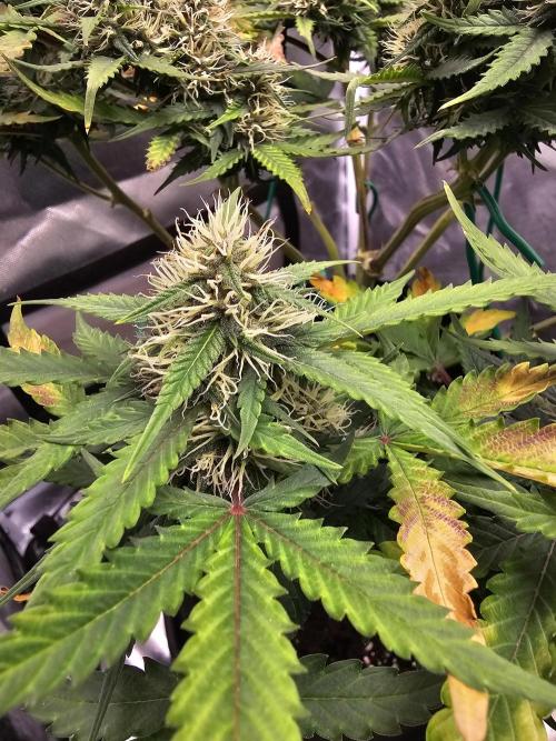 Purple lemonade. Week 9