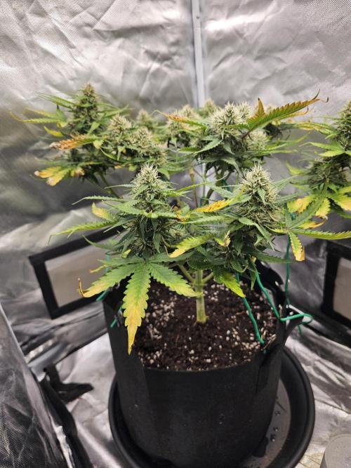 Purple lemonade. Week 9