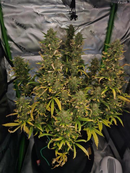 Dos is dos & Moby Dick. Week 11