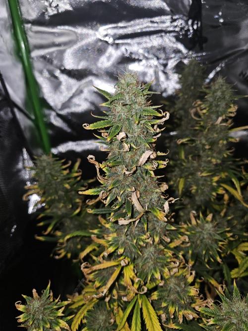 Dos is dos & Moby Dick. Week 11