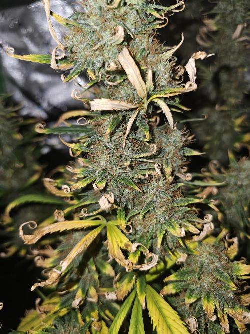 Dos is dos & Moby Dick. Week 11