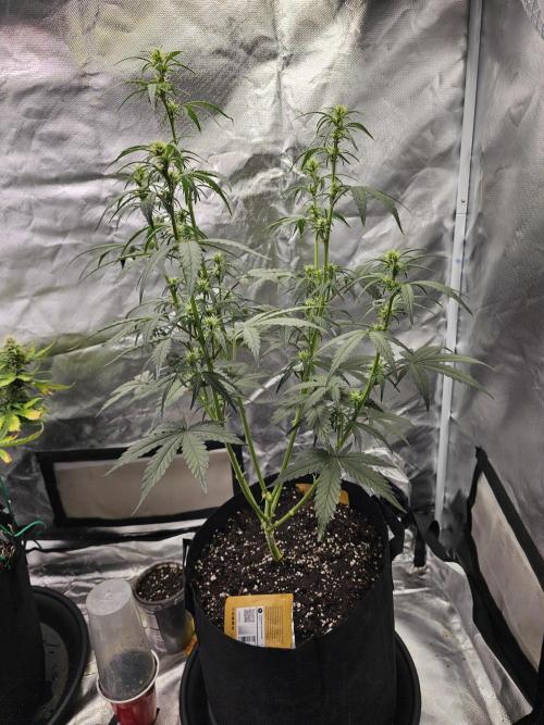 Original blueberry. Week 7