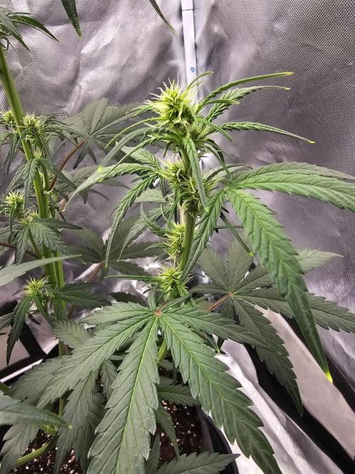 Original blueberry. Week 7