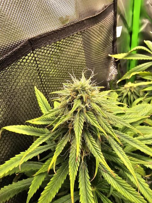 Dos is dos & Moby Dick. Week 11