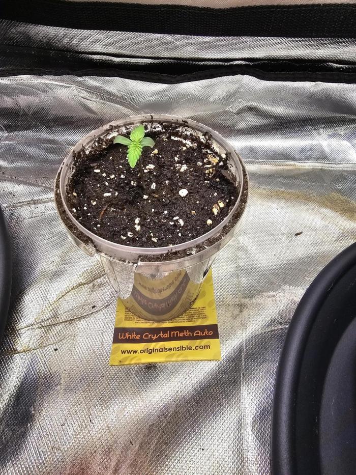 White crystal meth. Week 2