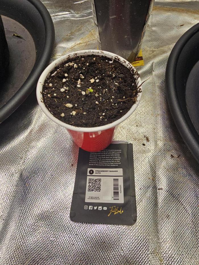 Strawberry banana auto. Week 1