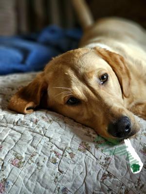 Comment by Shire_gorilla photo #1